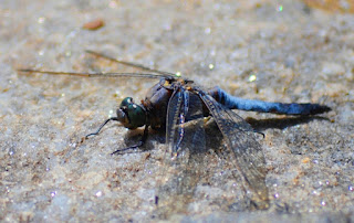 Insekten, insekte, insektet, intsektuak, insekti, Насекоми, insekter, insects, Putukad, Hyönteiset, insectes, έντομα, serangga, feithidí, skordýr, insetti, ensèk