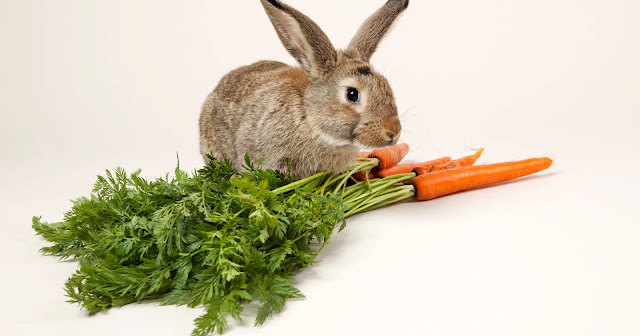 combien-de-temps-un-lapin-peut-rester-sans-manger