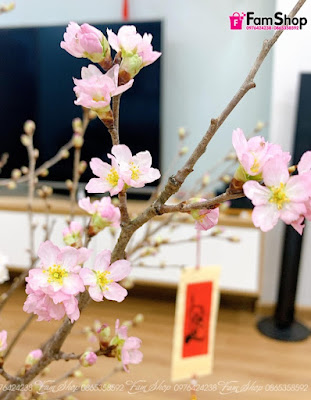 Hoa đào Sakura Nhật Bản