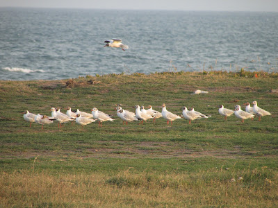 aves de la costa atlántica