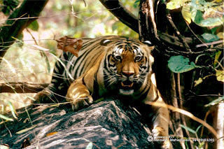 Tiger in Central Indian forests