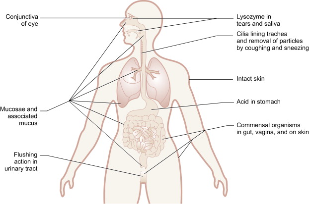 How our innate immune system prevents pathogens to enter into our body