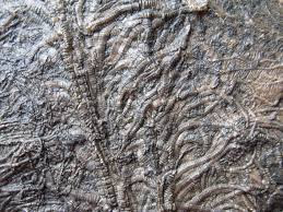 Fossil trees