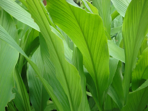 Halud,Holodh,Halada,Manjal,Manjella-kua,Pasupu,Arisina,Haridra,haladi,turmeric leaf