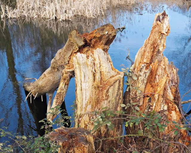 Tree stump broken just above ground level with trunk in water