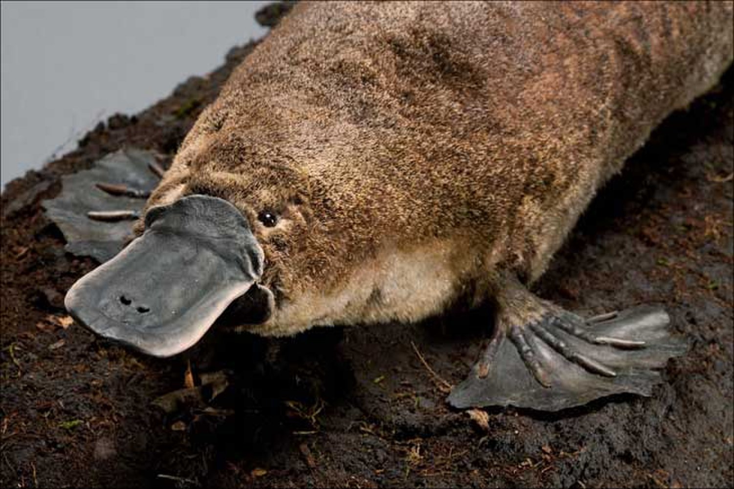 Platypus Thu Mỏ Vịt Sieu Cute