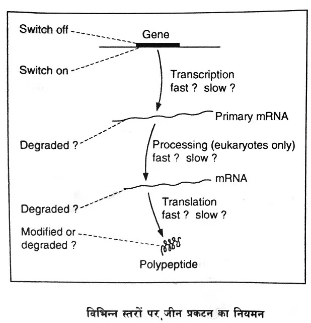 जीन प्रकटन तथा जीन प्रकटन का नियमन (Gene expression) : परिभाषा तथा स्तर|hindi