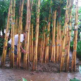 Pohon bambun panda, bambu kuning