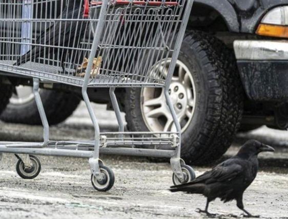 Alaskan Crows Have Set a New Precedent by Stealing The Goods of Shoppers