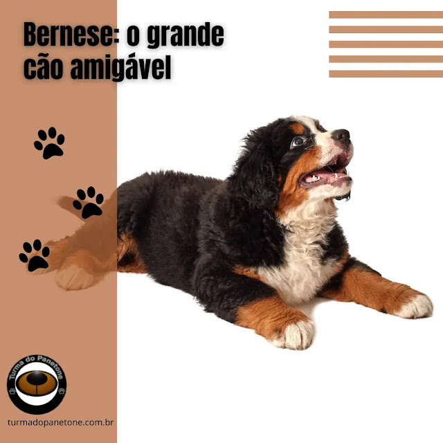 Bernese: o grande cão amigável