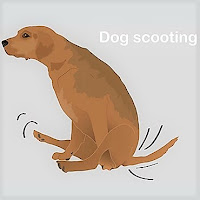 Dog scooting