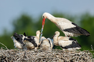 Wildlifefotografie Weißstorch Jungstörche Lippeaue Olaf Kerber