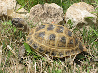 Russian tortoise Sheila