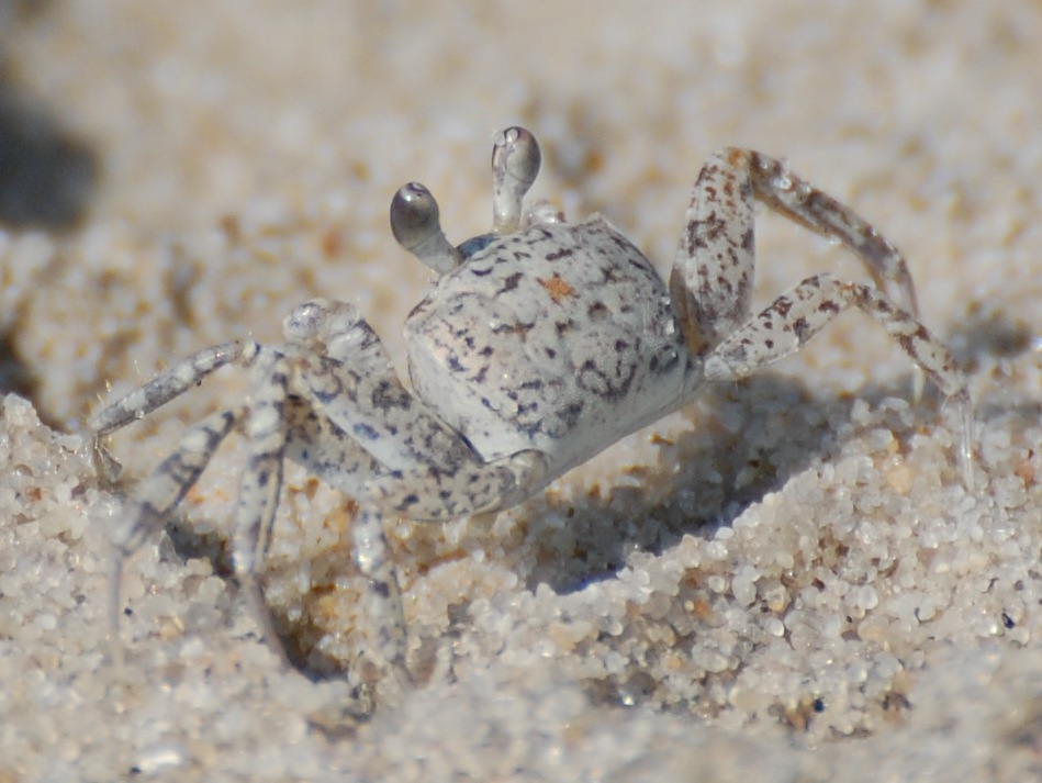 Urban Wildlife Guide: Atlantic Ghost Crab