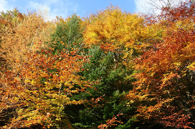 All the Leaves are Brown in Hamsterley Forest