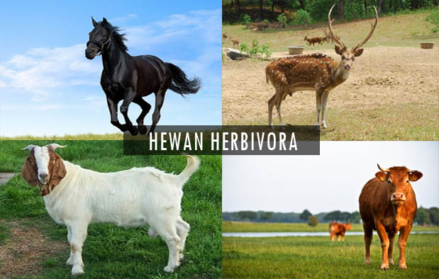9 Contoh Hewan Herbivora, Gambar, Ciri, dan Nama Latinnya