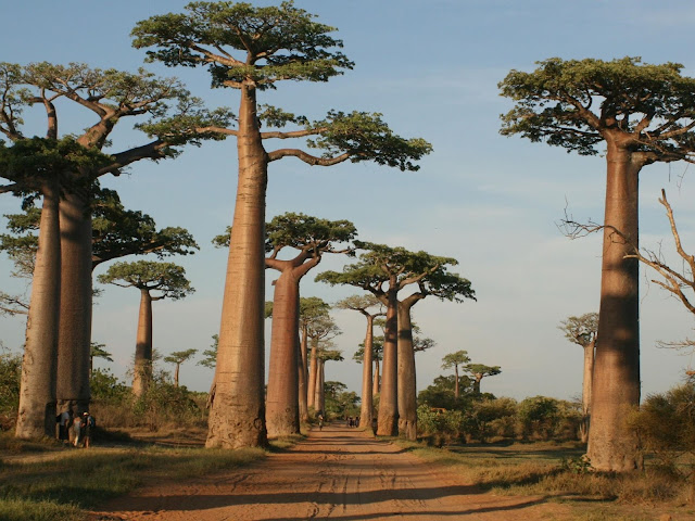 Baobab nella Stagione delle Piogge