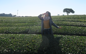 Jeju Tea plantation