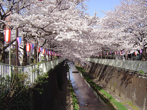 Japan Cherry Blossom