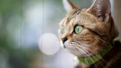 green eyes cat hd desktop background wallpaper