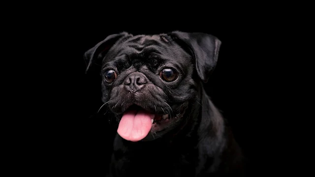 Cute Black Pug Dog Wallpaper