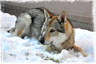 Raza de perro Perro Lobo Checoslovaco