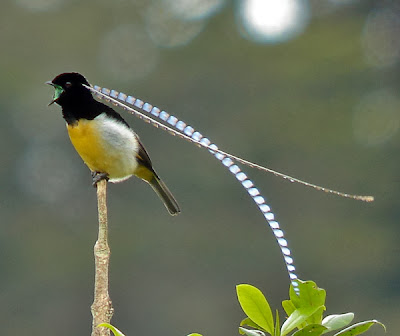 King of Saxony, Bird of paradise, Pteridophora Alberti.