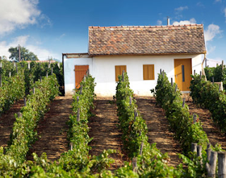 Hungarian Vineyard