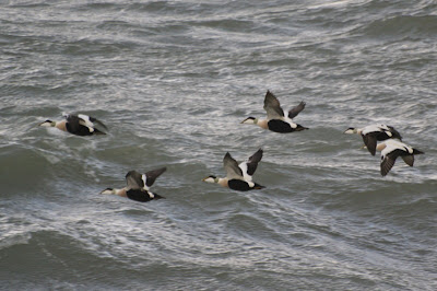 Eider - Eider - Somateria mollissima