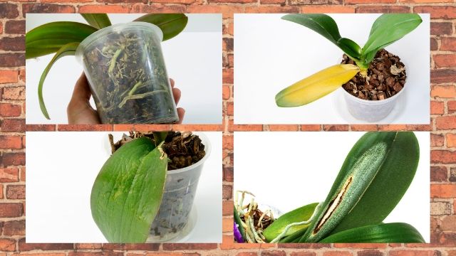 Bacterial and Fungal Disease Orchids