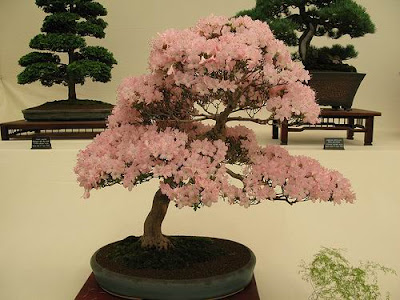 bonsai trees