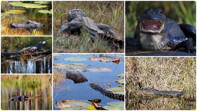 71 Okefenokee NWR 2012-1330