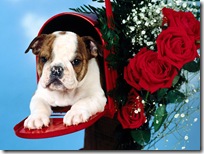 Dogs-wallpapers (154)