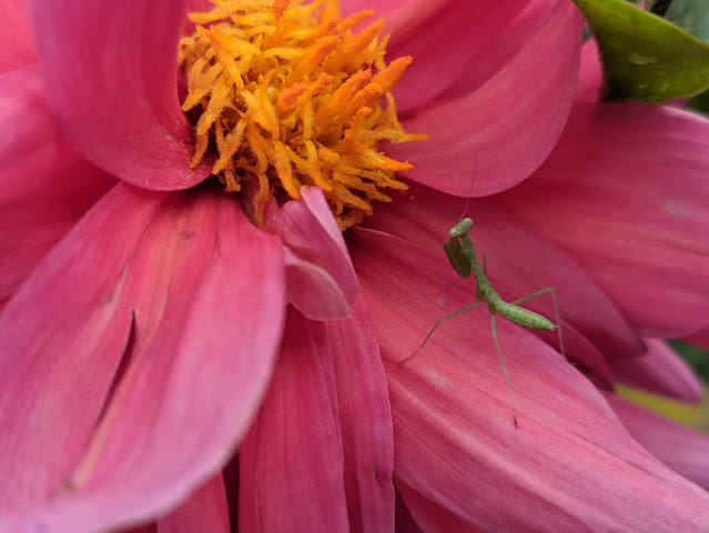 Praying Mantis on Flower