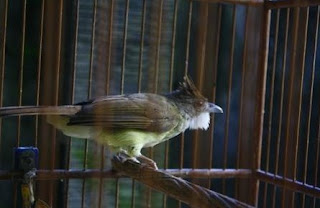 Burung Cucak Jenggot