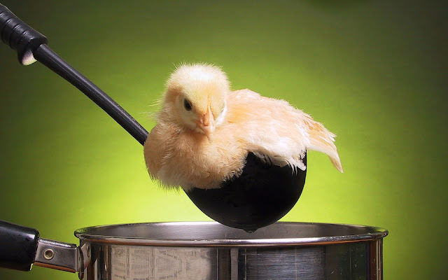 ladle, pot, chick, food