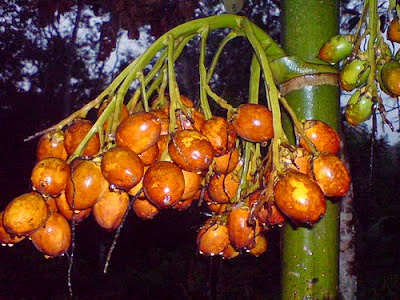 Manfaat Dan Khasiat Buah Pinang