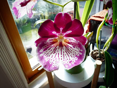 Miltoniopsis Breathless care and culture