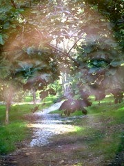 Forest Face 2