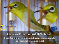 Perbedaan Jantan Betina Pleci Paling Jelas Dan 100% Benar