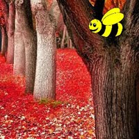 BigEscapeGames - BEG Autumn Fall Forest Escape