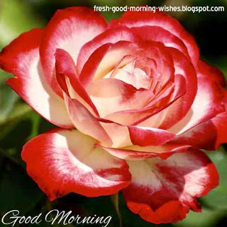 good morning flower picture