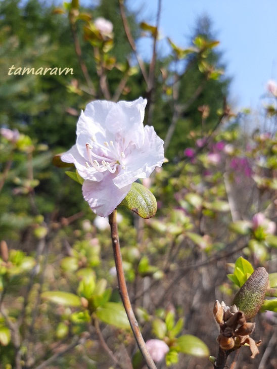 Рододендрон остроконечный (Rhododendron mucronulatum)