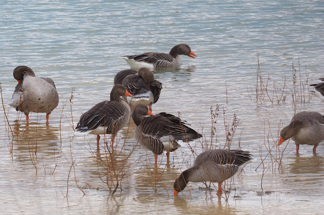 Graugans anser gans olympus 300/4 zuiko mft