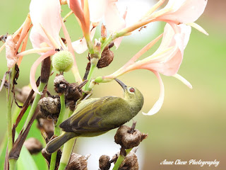 Female Brown-throated Sunbird at Singapore Botanic Gardens