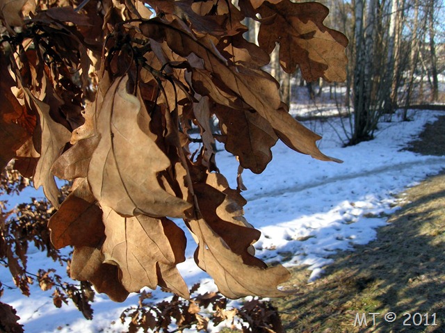 DSCN1724-1