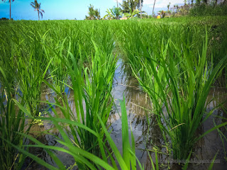 Growing Young Rice Plants In The Field At Agricultural Area Of The Village North Bali Indonesia