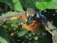 今日渾身の1枚 離水のカワセミ