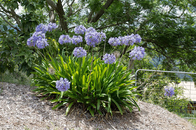 Agapanthus care and culture