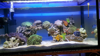 Aquarium air laut